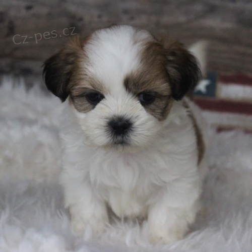 Prod�m o�kovan� �t��ata SHIH TZU