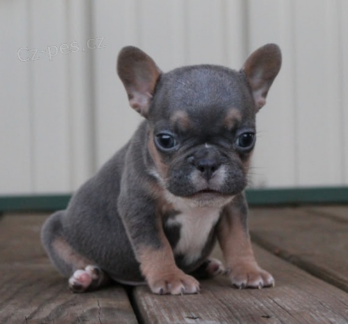 Prod�m ZDRAV� a O�KOVAN� �t��ata francouzsk�ho buldo�ka.