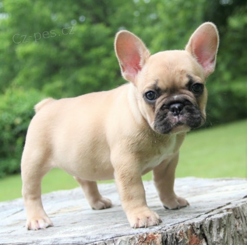 Prod�m �t��ata francouzsk�ho buldo�ka.