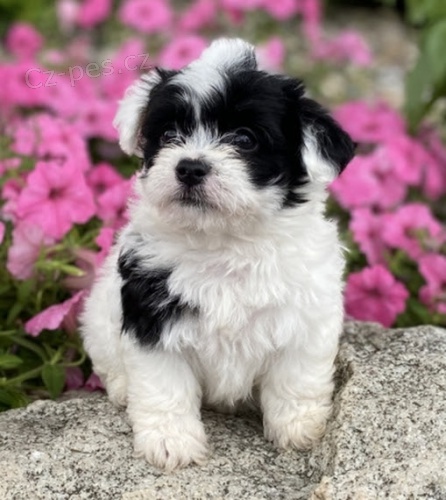 Prod�m roztomil� a zdrav� �t��ata havanese.