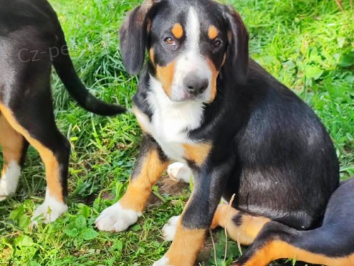 Entlebu�sk� sala�nicky pes s PP