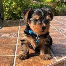 Prod�m �t��ata jork��rsk�ho teri�ra