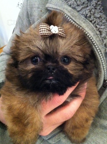 Roztomil� �t���tka shih tzu