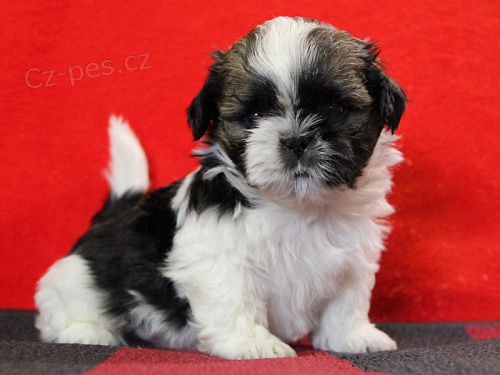 Shih-tzu, �i-tzu �t���tka s PP