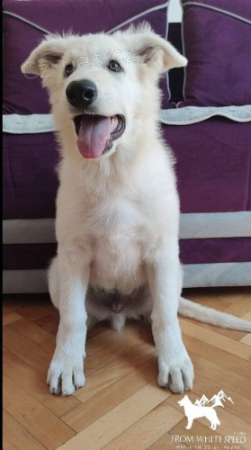 B�l� �v�carsk� ov��k �t��ata