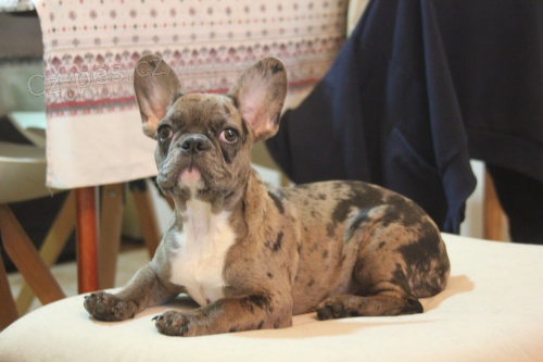 Francouzsk� buldo�ek Merle �t�n�