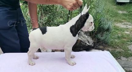 Francouzsk� buldo�ek