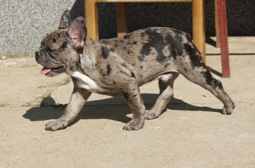 �t�n� francouzsk�ho buldo�ka