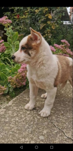 Z�padosibi�sk� Laika �t��ata