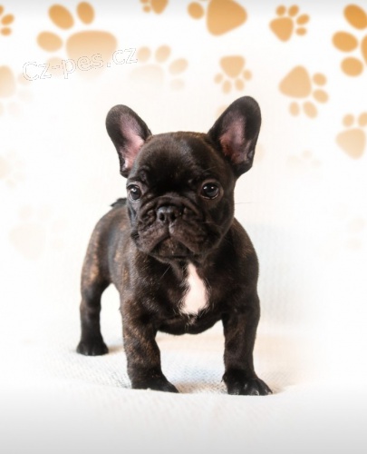 Francouzsk� buldo�ek �t��ata