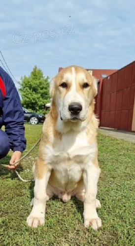 �t��ata st�edoasijsk�ho ov��ka