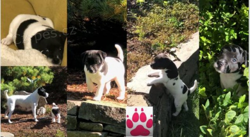 Hled�me miluj�c� rodiny pro fene�ku a pejska PRT