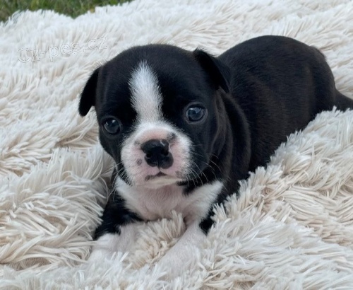 �t��ata bostonsk�ho teri�ra