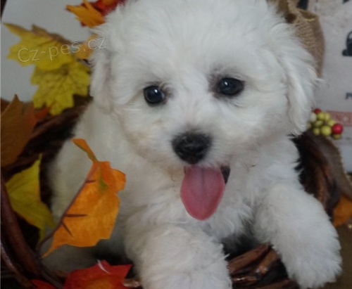 Fantastick� �t��ata Bi�onka