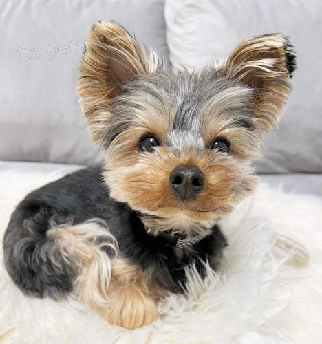 �t��ata Yorkshirsk�ho teri�ra.