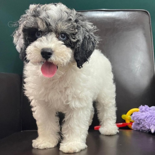 �t��ata pudl�.