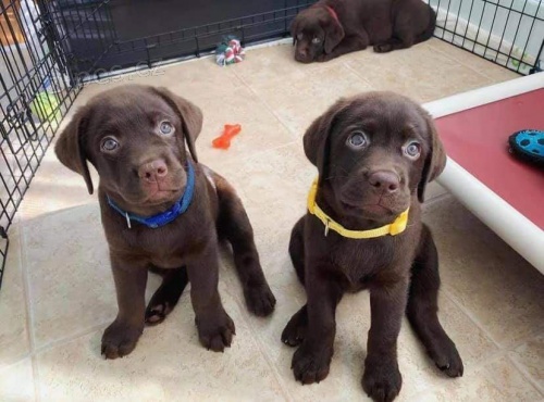 �t��ata labradorsk�ho retr�vra.