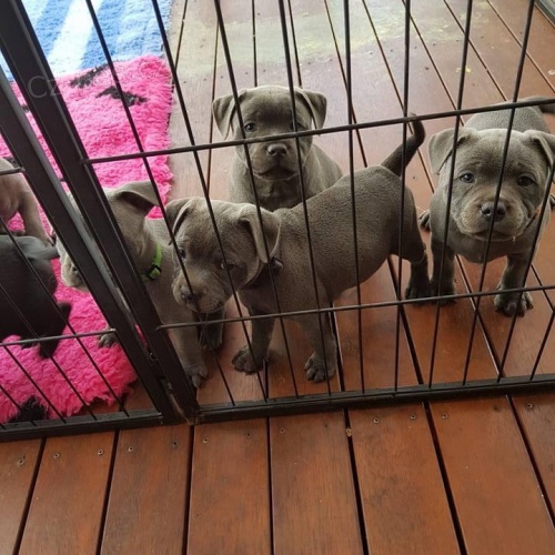 �t��ata staford��rsk�ho bulteri�ra.