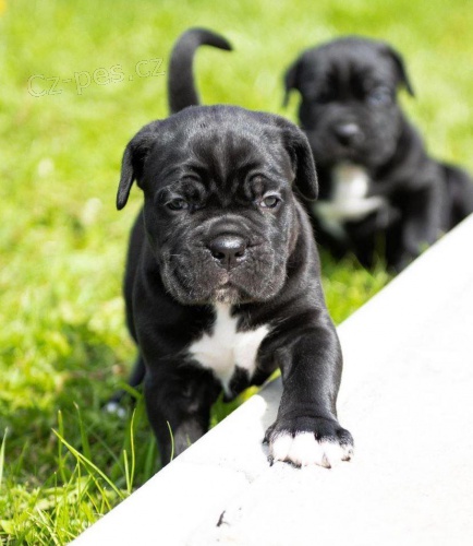 Cane Corso �t��ata �t��ata.