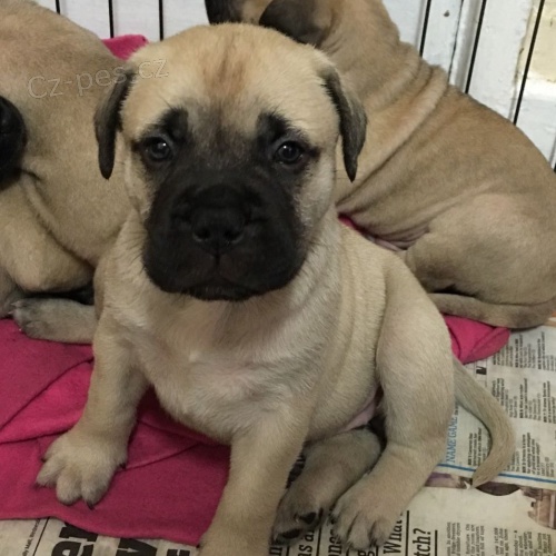 Bullmastiff �t��ata.