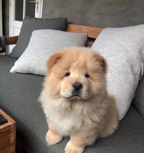 Chow Chow �t��ata.