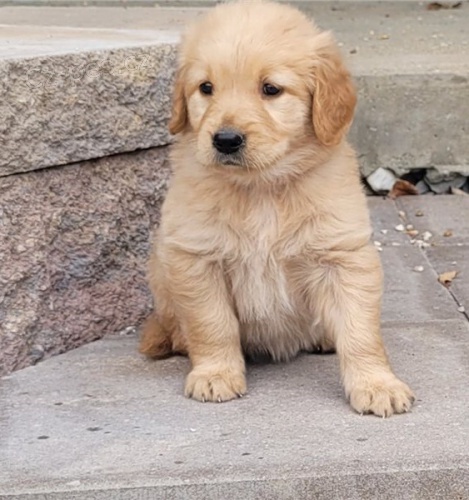 �istokrevn� �t��ata zlat�ho retr�vra