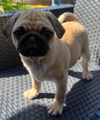 Registrovan� �t��ata mopsl�k� k adopci zdarma.