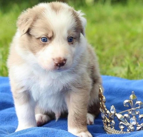 Rozko�n� �t���tka border kolie k adopci zdarma.