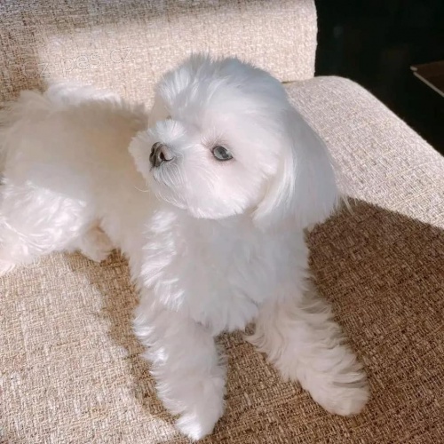 Kr�sn� maltsk� �t���tka k adopci zdarma.