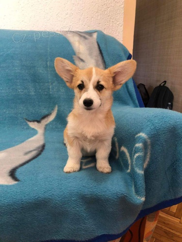 Vel�sk� Corgi Pembroke �t��ata