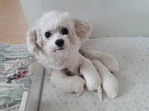 Bi�onek �t��ata