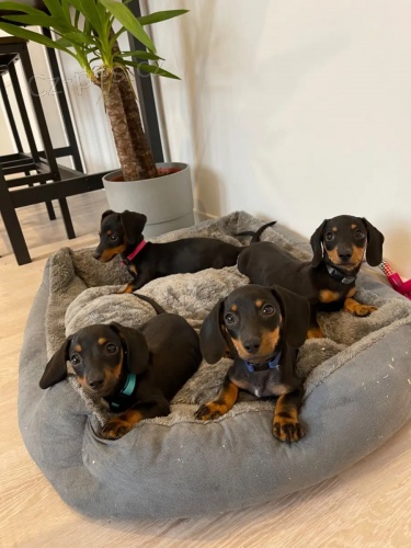 Prod�m �t��ata jezev��ka v Pardubic�ch