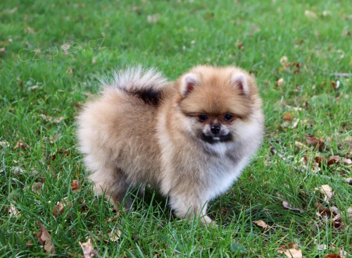N�meck� �pic trpasli�� (Pomeranian)