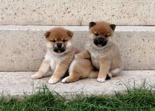 Prod�m �t��ata Shiba inu