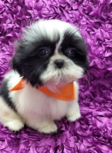 �t��ata shih tzu