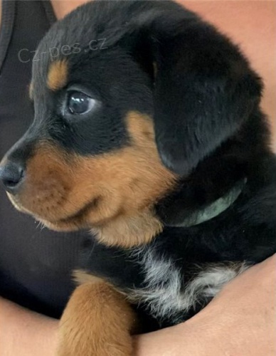 �t��ata rotvajler�