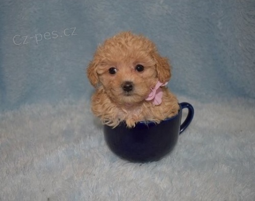 Rozko�n� �t��ata pudla( toy)