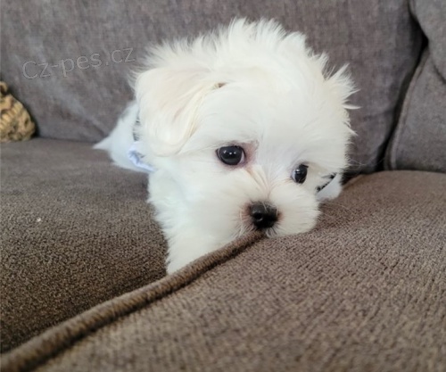 Roztomil� malt�zsk� �t���tka