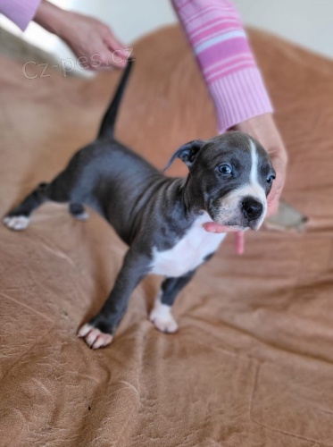 Americk� Pitbull teri�r �t��ata na prodej