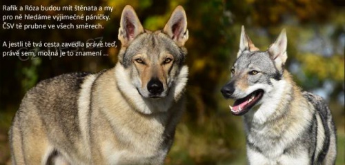 �eskoslovensk� vl��k s PP