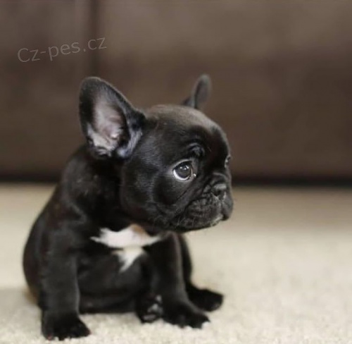 �t��ata francouzsk�ho buldo�ka k adopci