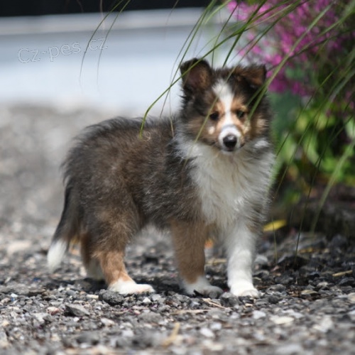 Prod�m o�kovan� a od�erven� �t��ata Shetlandsk�ho ov��ka (�eltie).