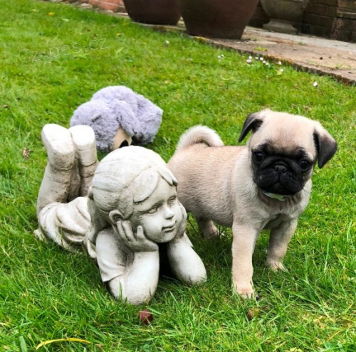 Prod�m kr�sn� b�ov� �t��ata mopse