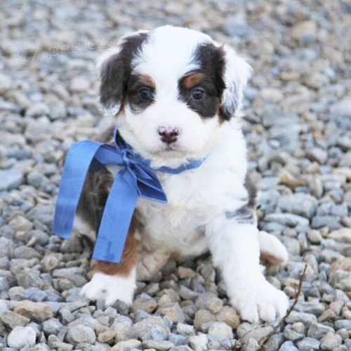 Prod�m o�kovan� �t��ata Bernedoodle