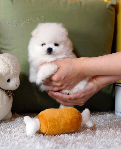 Prod�m �t��ata pomeraniana. Jsou o�kovan� a od�erven�