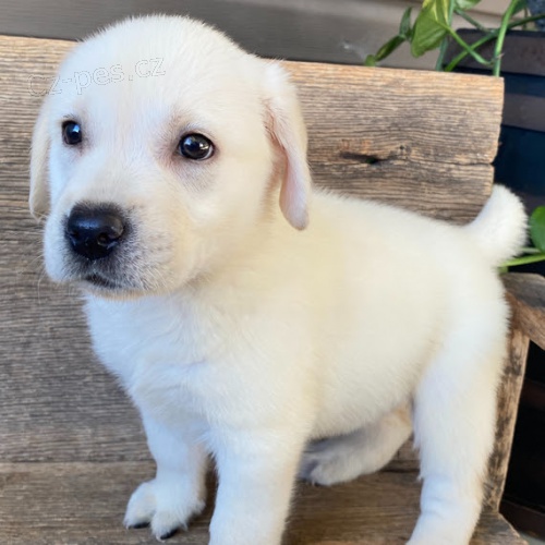 Prod�m zdrav� a kr�sn� �t��ata labradorsk�ho retr�vra.
