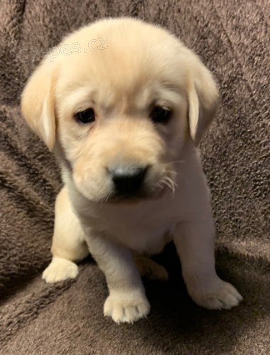 Prod�m mini o�kovan� �t��ata labradorsk�ho retr�vra.