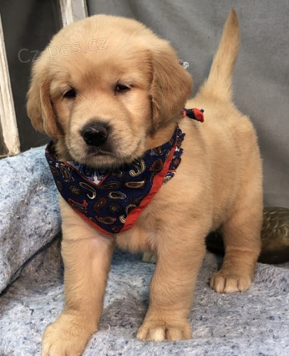 Prod�m o�kovan� a od�erven� �t��ata zlat�ho retr�vra.