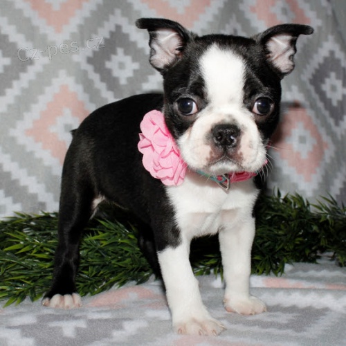 Prod�m �t��ata bostonsk�ho teri�ra