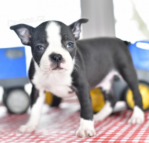 Prod�m o�kovan� �t��ata bostonsk�ho teri�ra